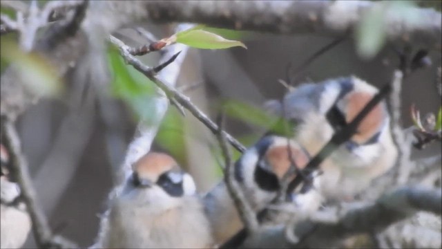 Black-throated Tit - ML562885871