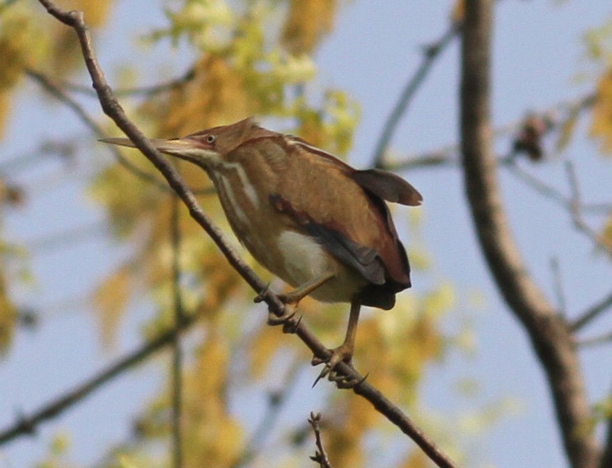 Least Bittern - ML56288621