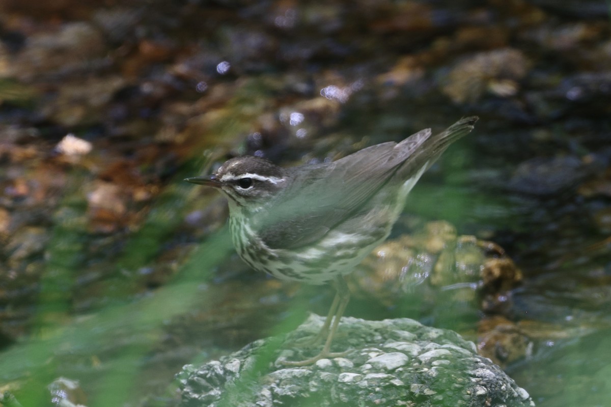 Louisiana Waterthrush - ML562887121