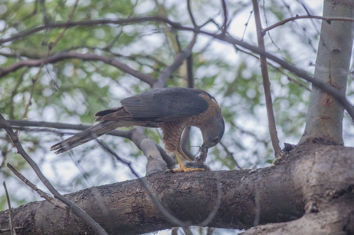 Cooper's Hawk - ML56288721