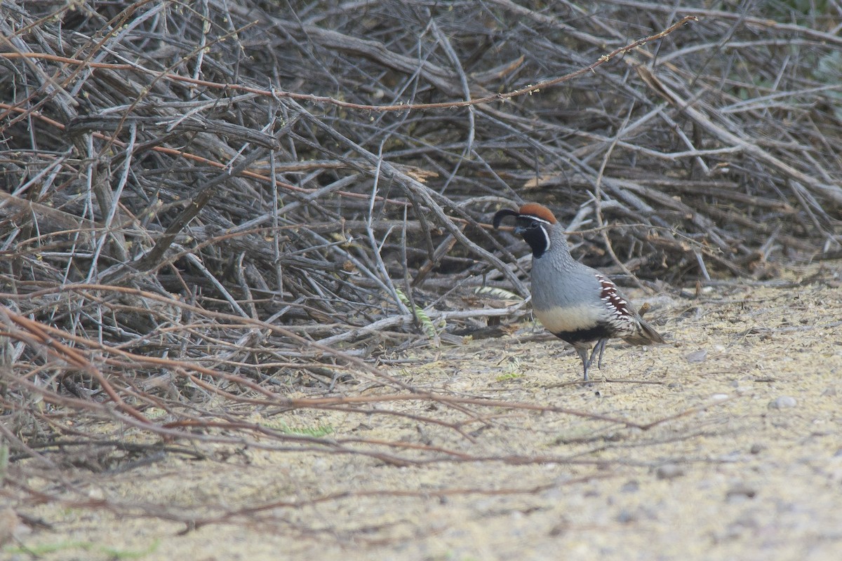 Gambel's Quail - ML56288751