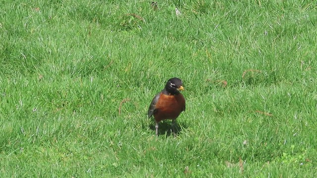 American Robin - ML562887511