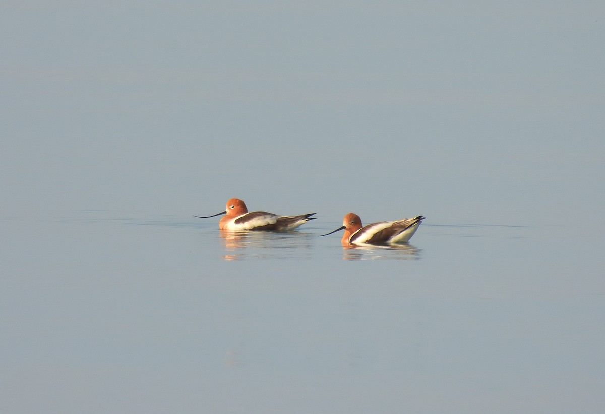 Avocette d'Amérique - ML562887541