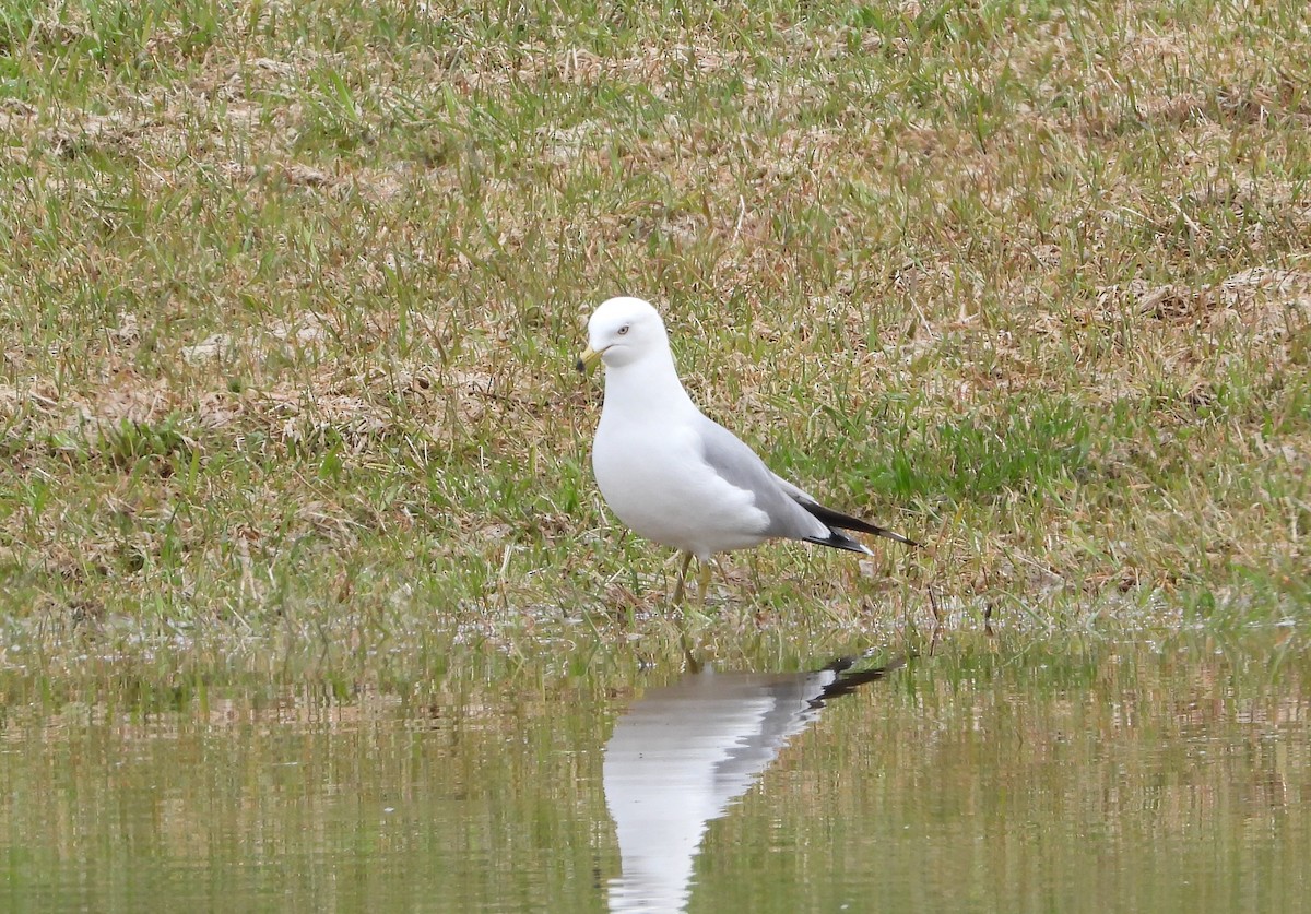 Ring-billed Gull - Daniel Coderre