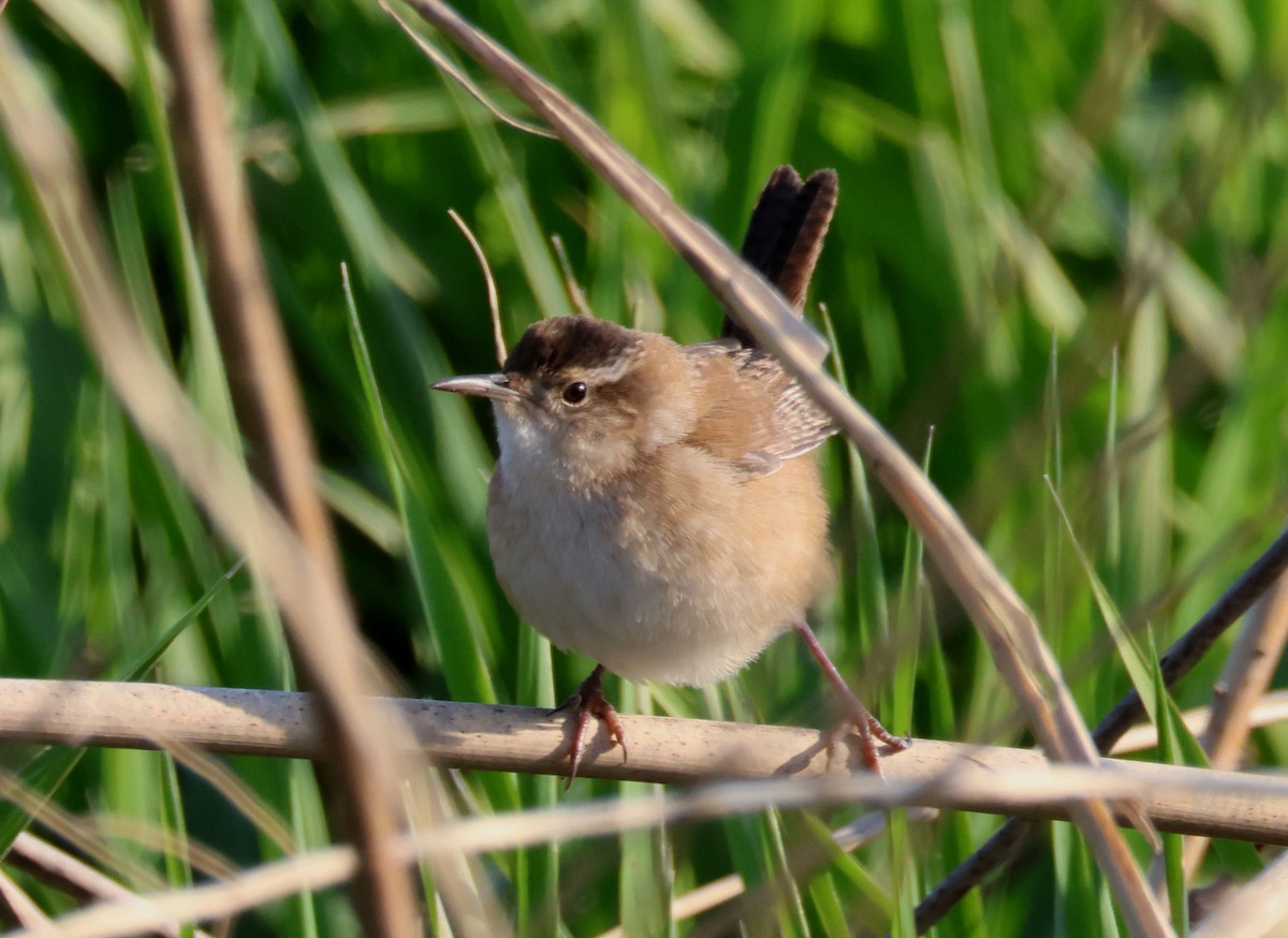 Marsh Wren - ML562887721