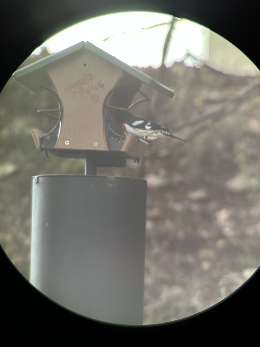 Rose-breasted Grosbeak - ML562888231