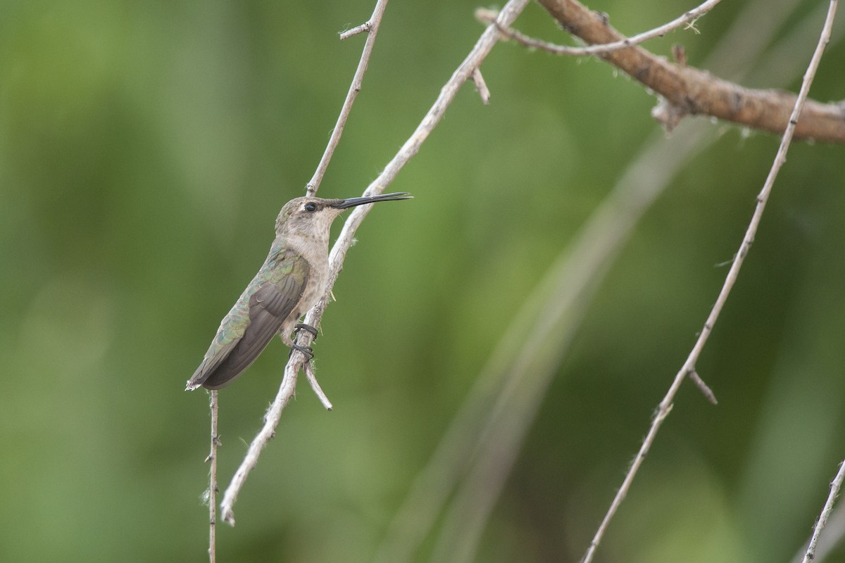 Colibri à gorge noire - ML56288861