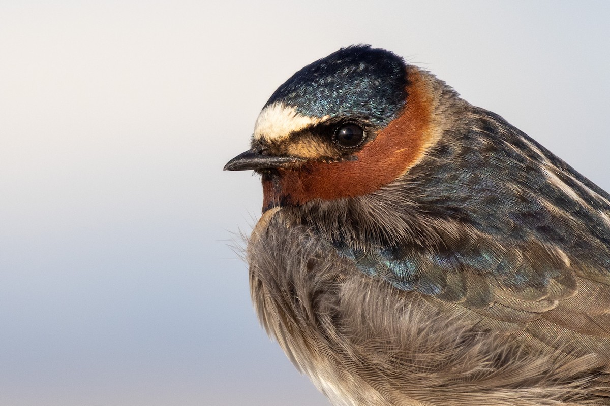 Cliff Swallow - ML562888871