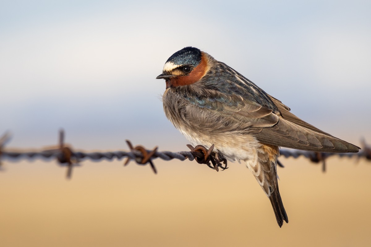 Cliff Swallow - ML562888881