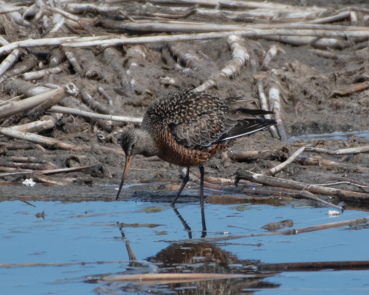 Hudsonian Godwit - Joe Breidenbach