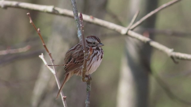 Song Sparrow - ML562890701