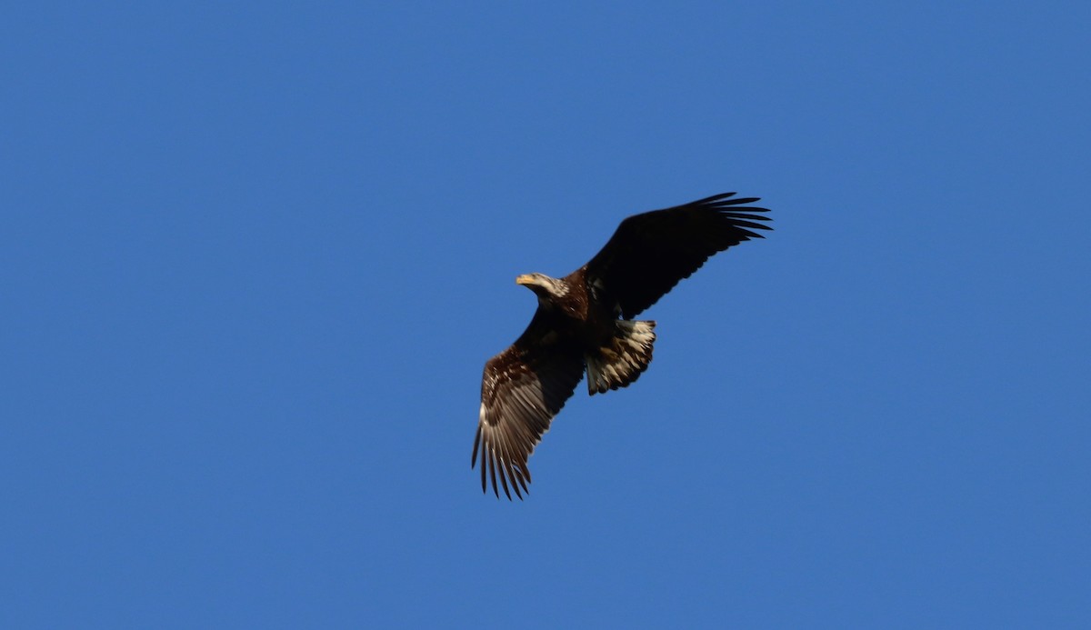 Bald Eagle - ML562890971