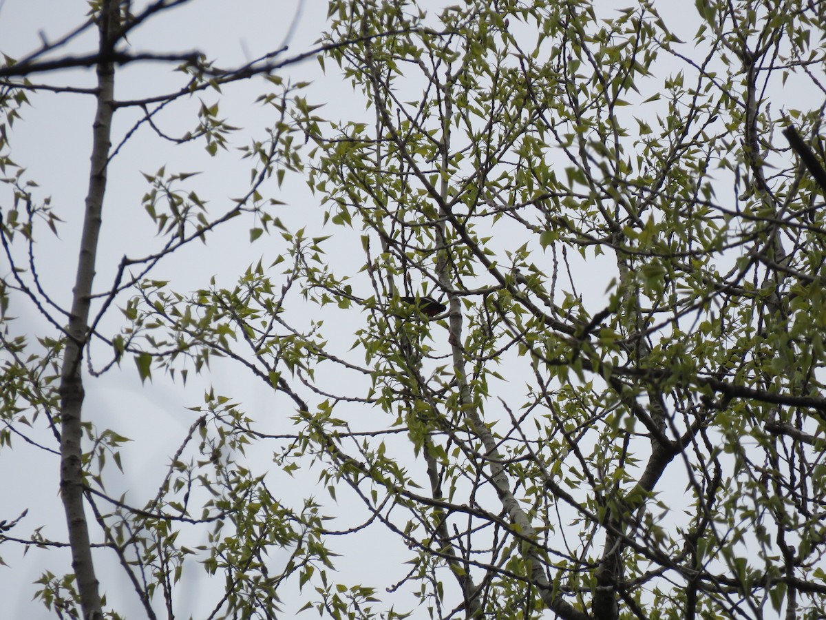 Painted Redstart - ML562891581