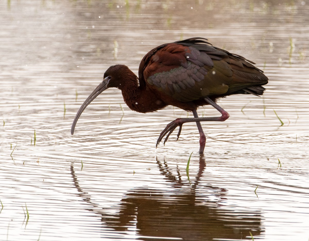 ibis hnědý - ML562892071