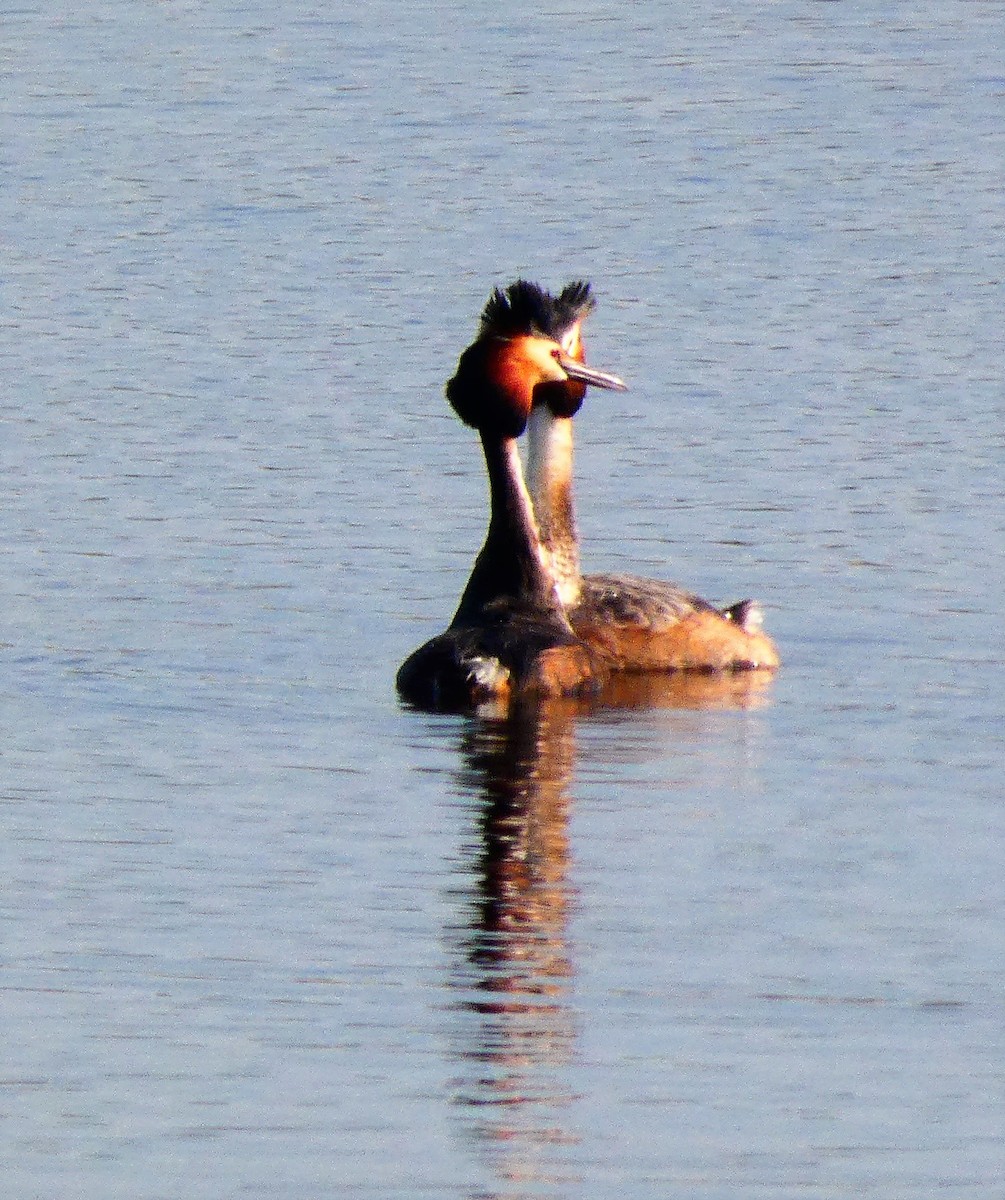 Great Crested Grebe - ML562892401