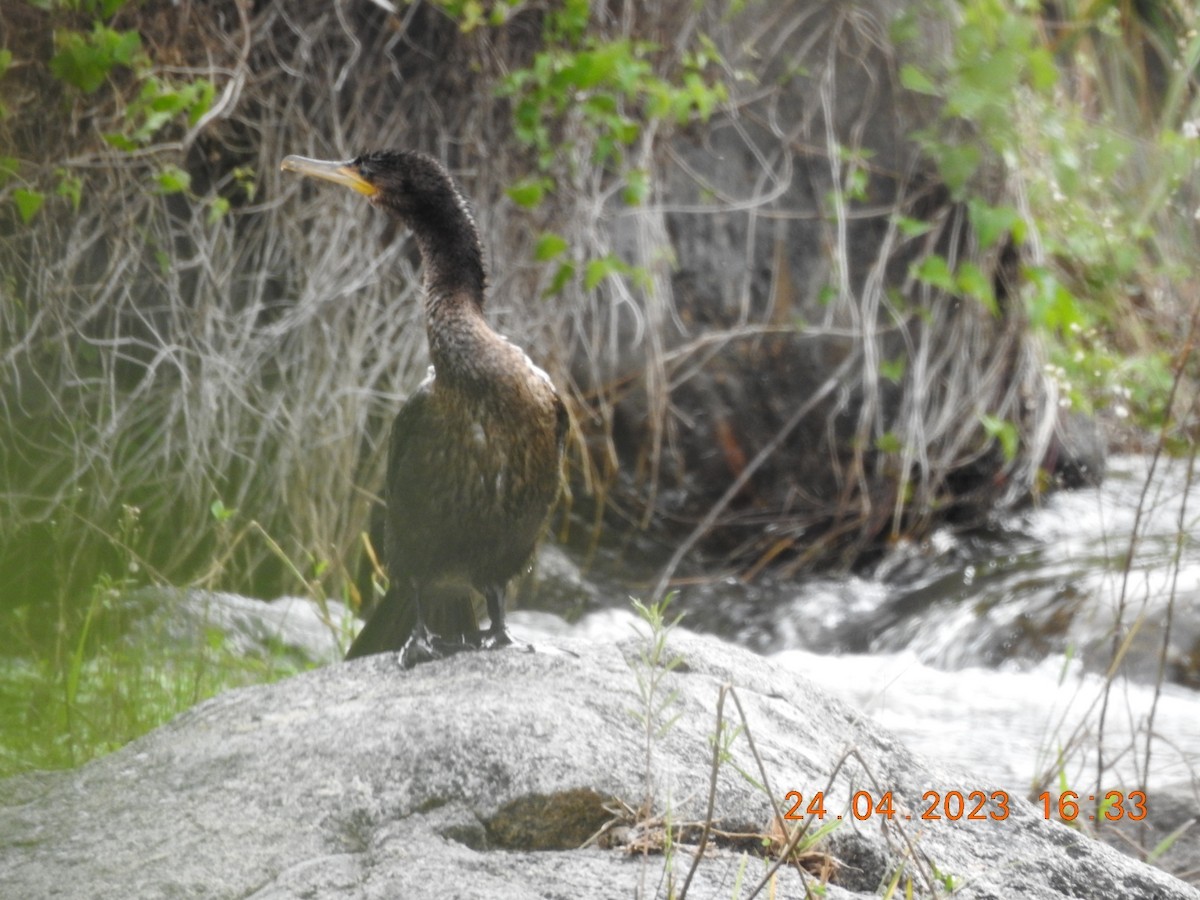 Neotropic Cormorant - ML562892801