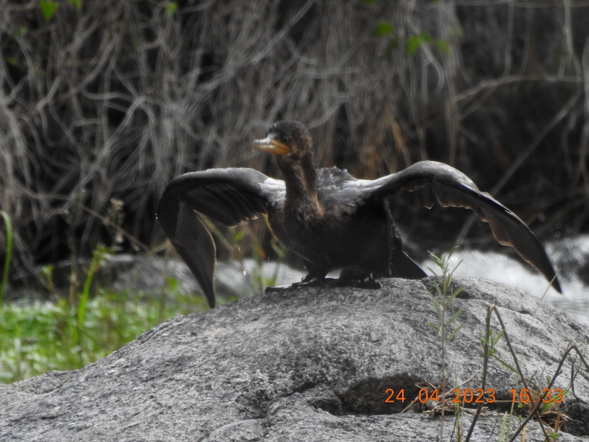 Neotropic Cormorant - ML562893101