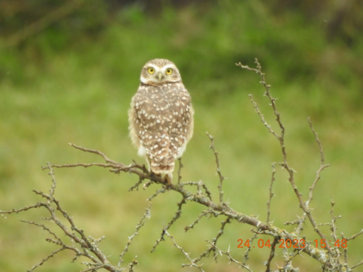 Burrowing Owl - ML562893261