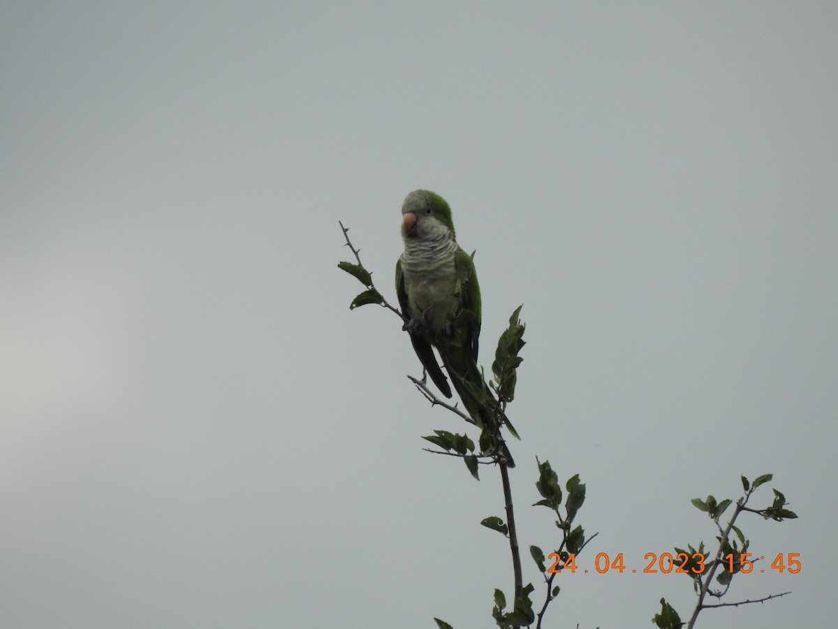 Monk Parakeet - ML562893441