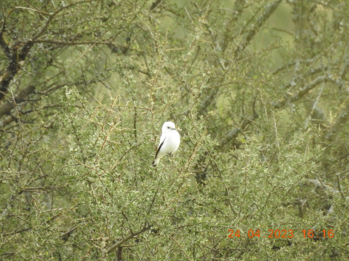 White Monjita - ML562893501