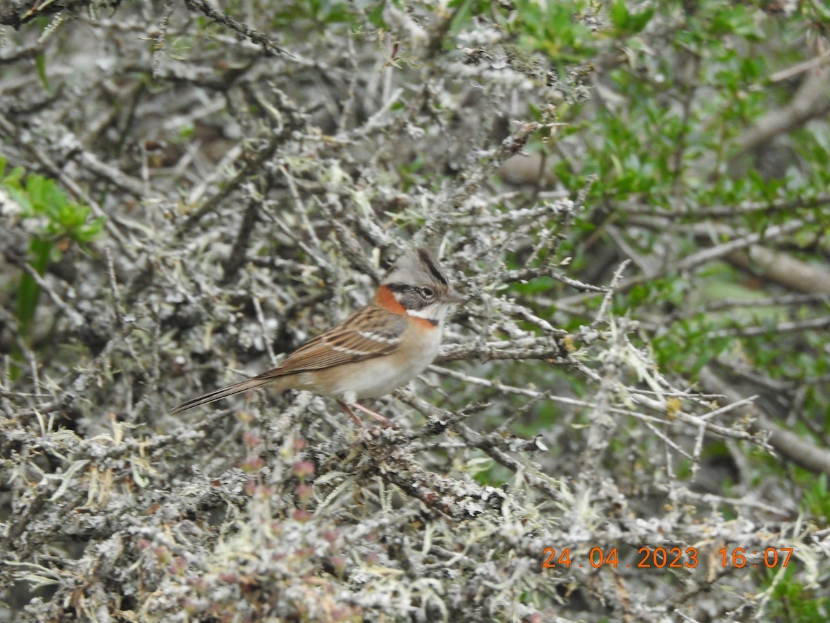 Rufous-collared Sparrow - ML562893711