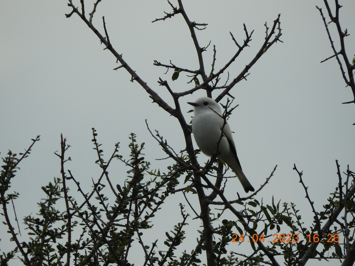 White Monjita - Carlos Galvan