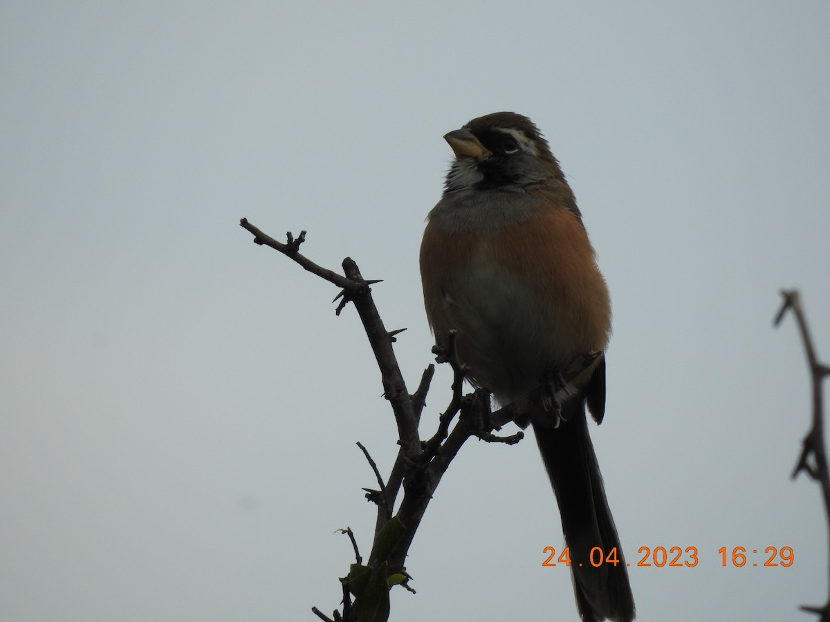 Many-colored Chaco Finch - ML562893961