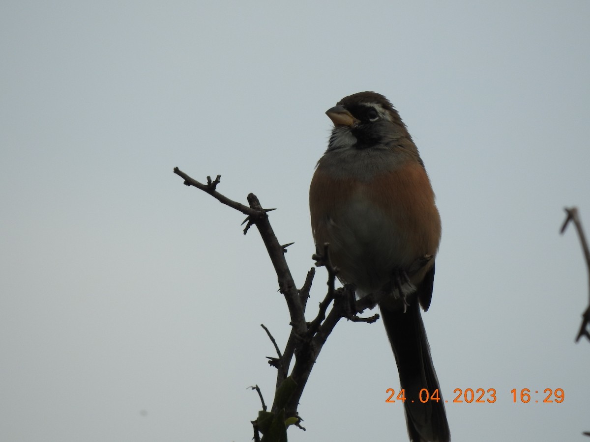 Many-colored Chaco Finch - ML562894171