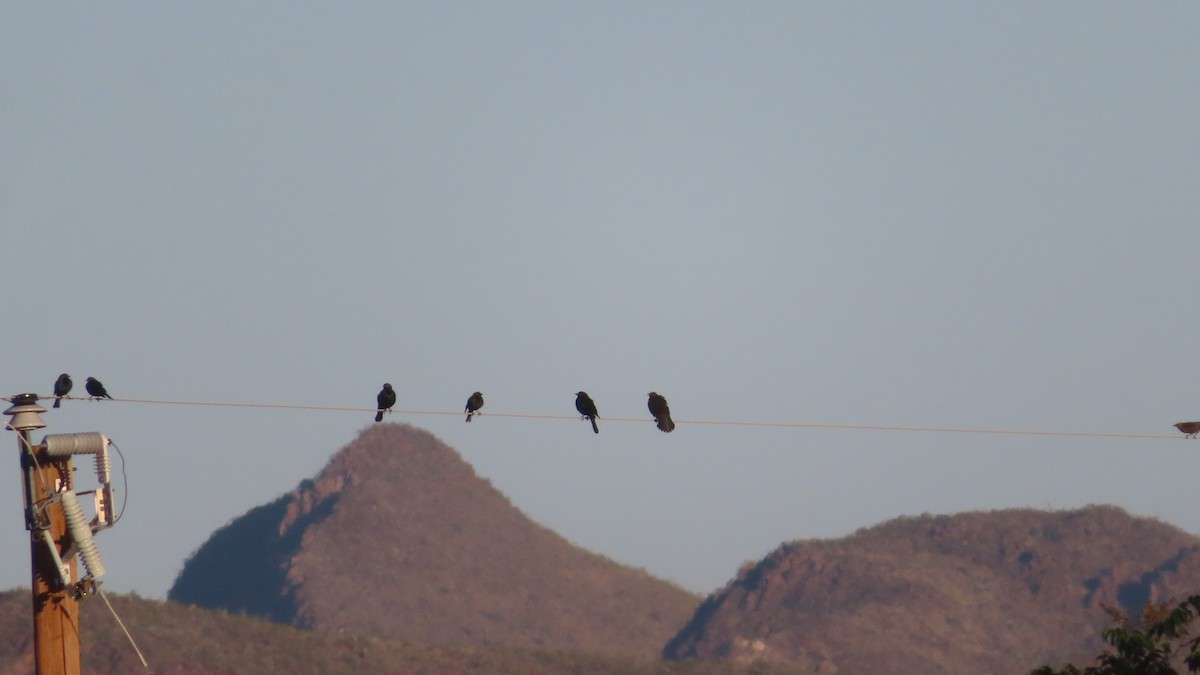Brewer's Blackbird - ML562894231