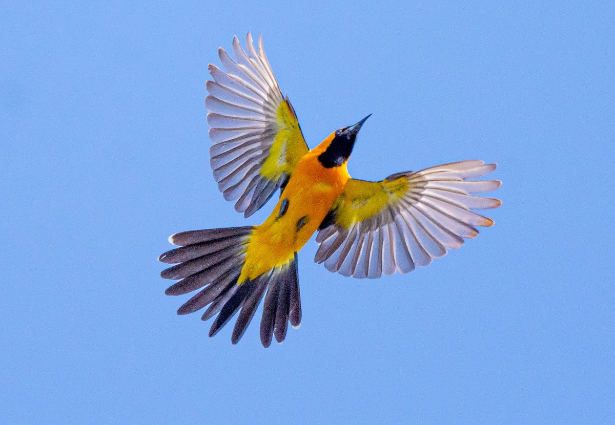 Hooded Oriole - Mark Rauzon