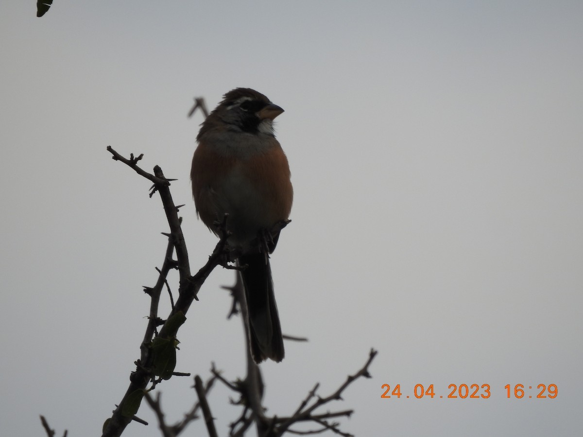 Many-colored Chaco Finch - ML562894301