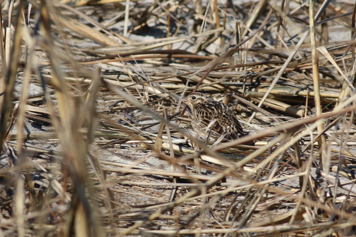 Smith's Longspur - ML562894381