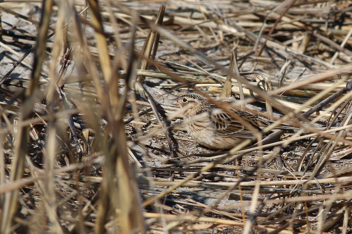 Smith's Longspur - ML562894401