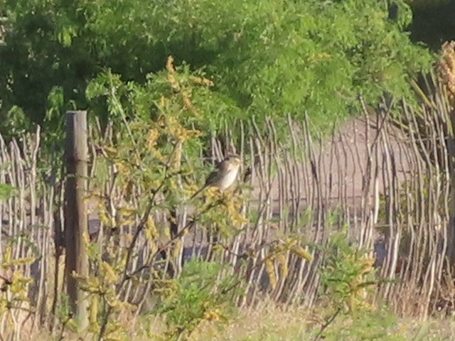 Clay-colored Sparrow - ML562894651