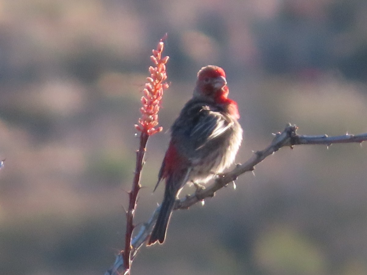 House Finch - ML562895001