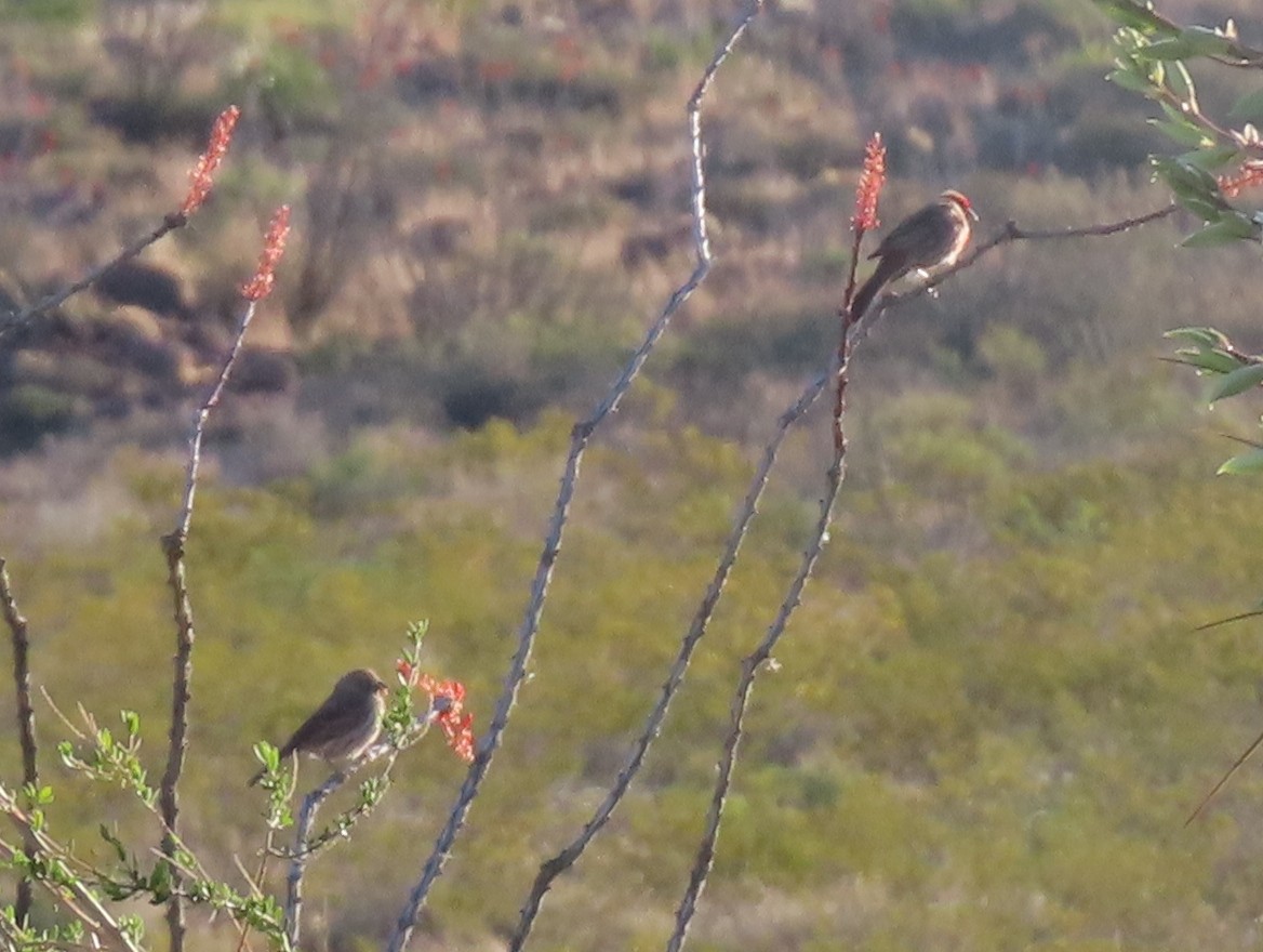 House Finch - ML562895011