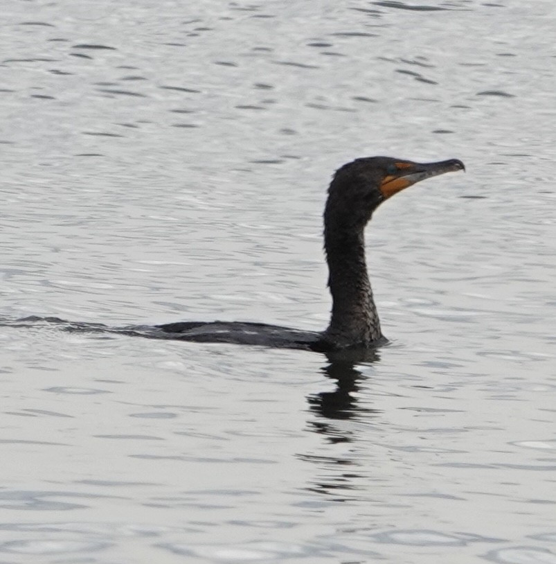 Double-crested Cormorant - ML562895331