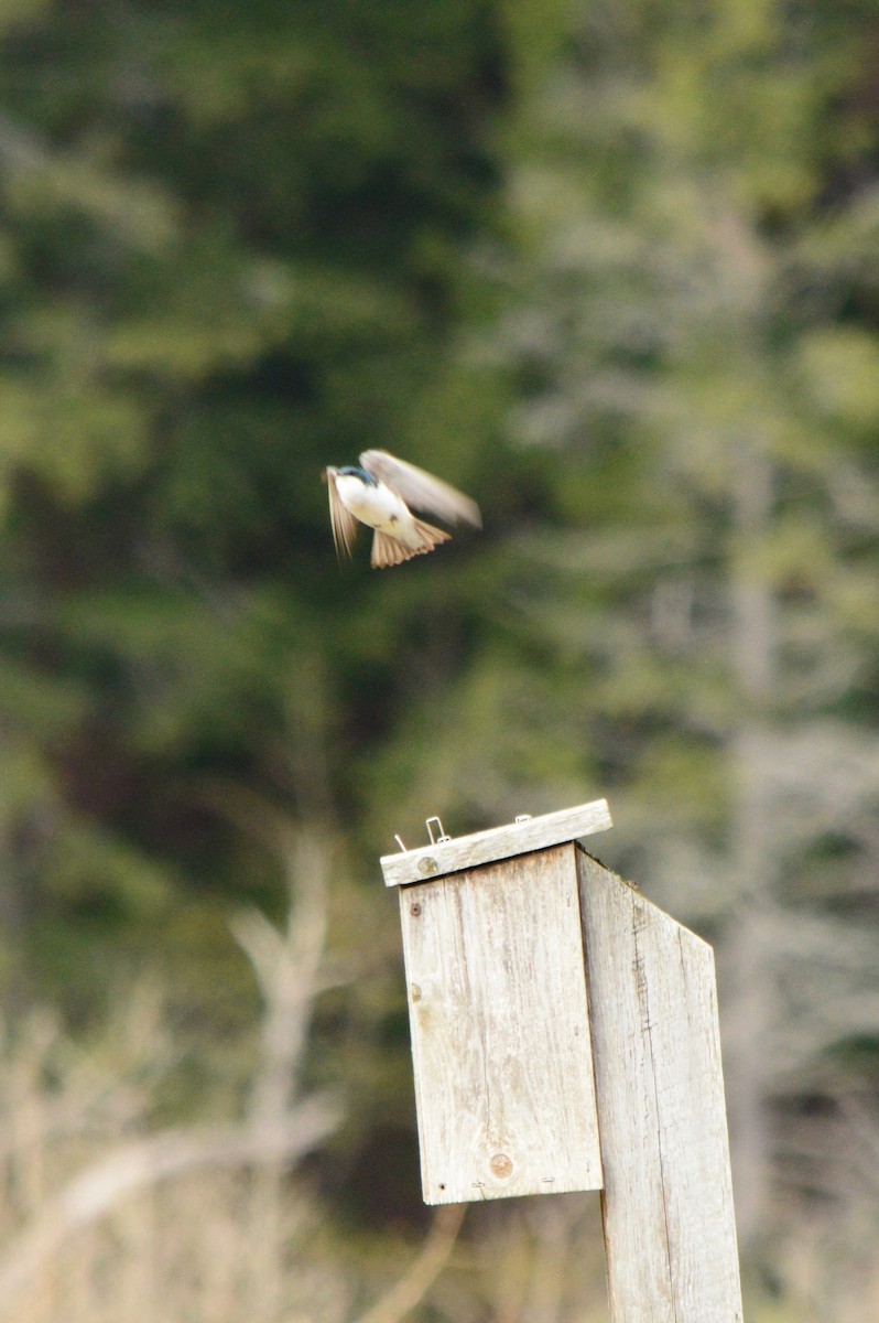 Tree Swallow - Ken & Debbie Hatch