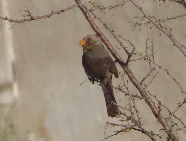 Pyrrhuloxia - ML562895521