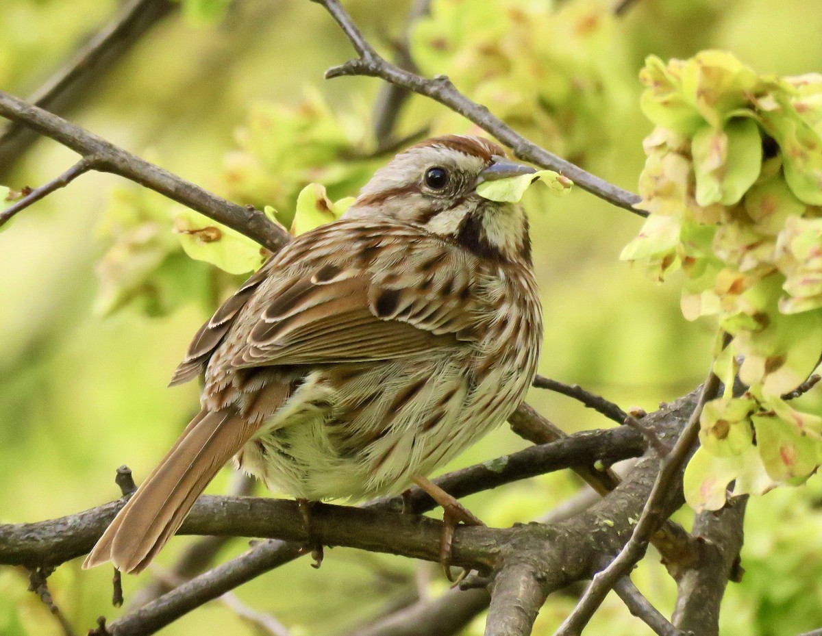 Song Sparrow - ML562899261