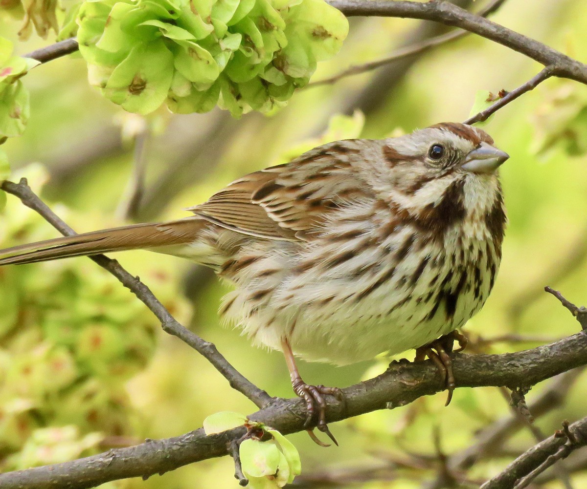 Song Sparrow - ML562899351