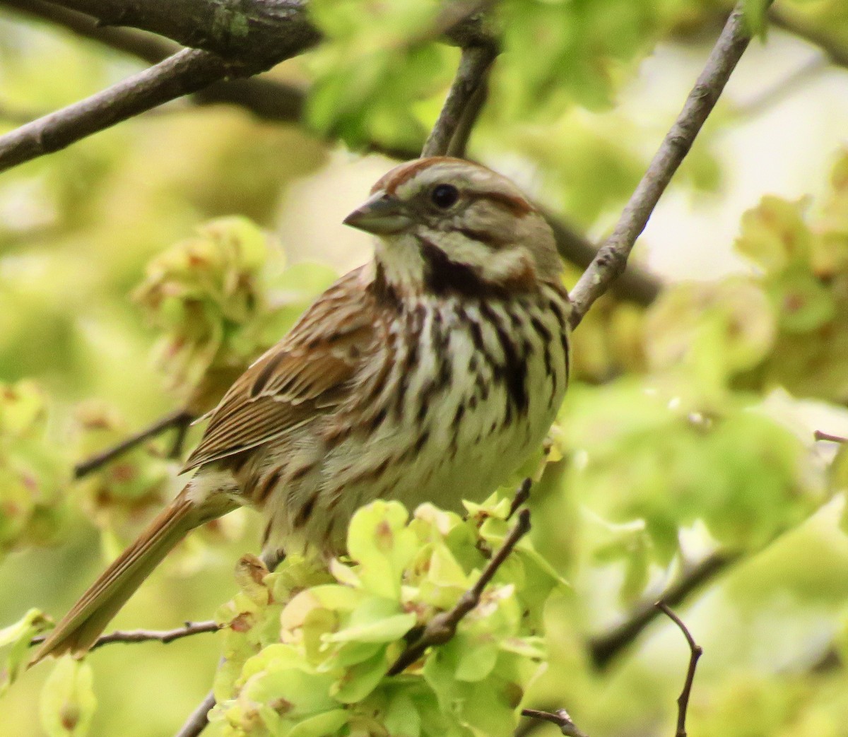 Song Sparrow - ML562899461