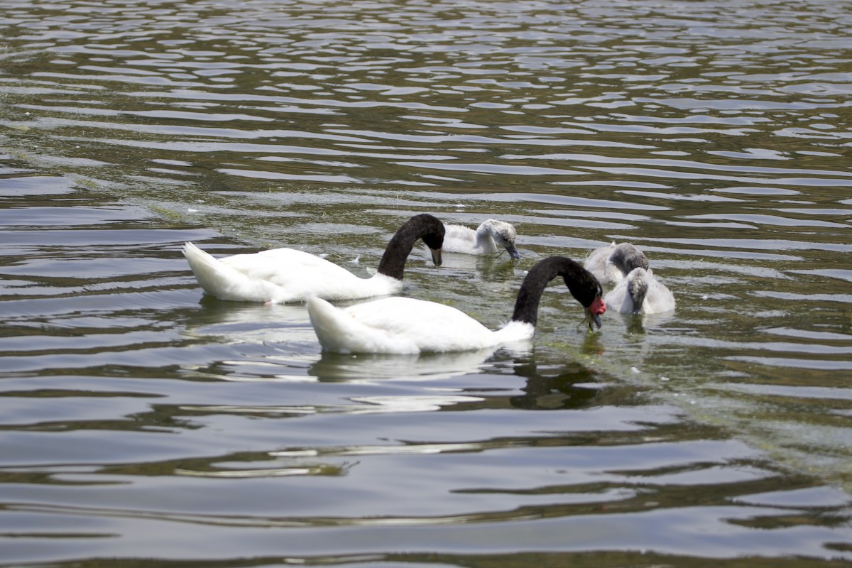 Cygne à cou noir - ML562900461