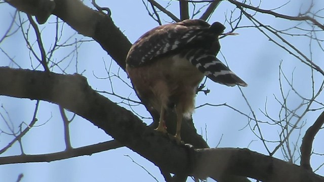 Red-shouldered Hawk - ML562900651