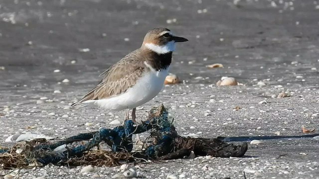 Wilson's Plover - ML562900861