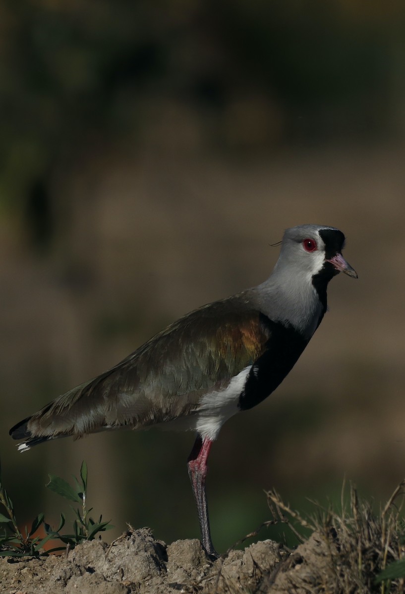 Southern Lapwing - ML562900981