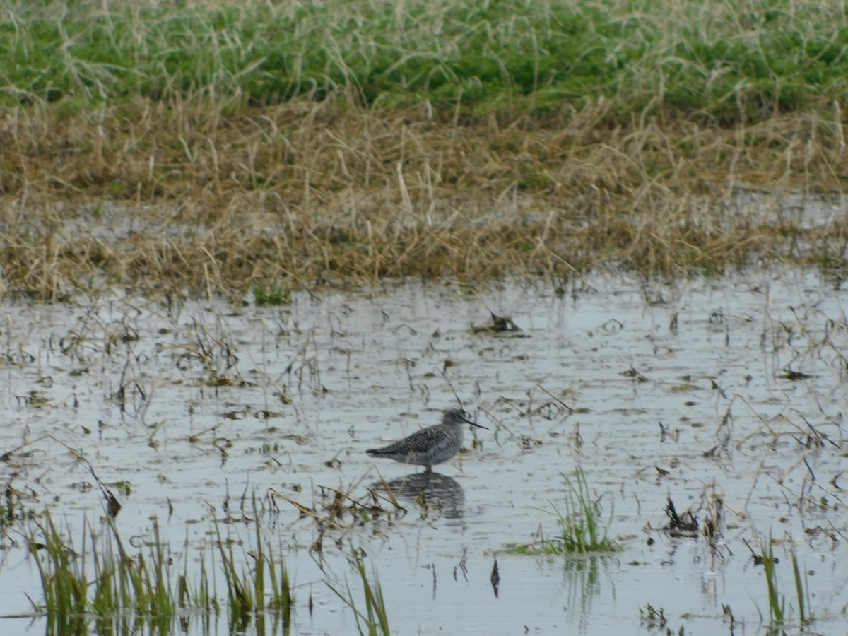 vodouš velký - ML562901191