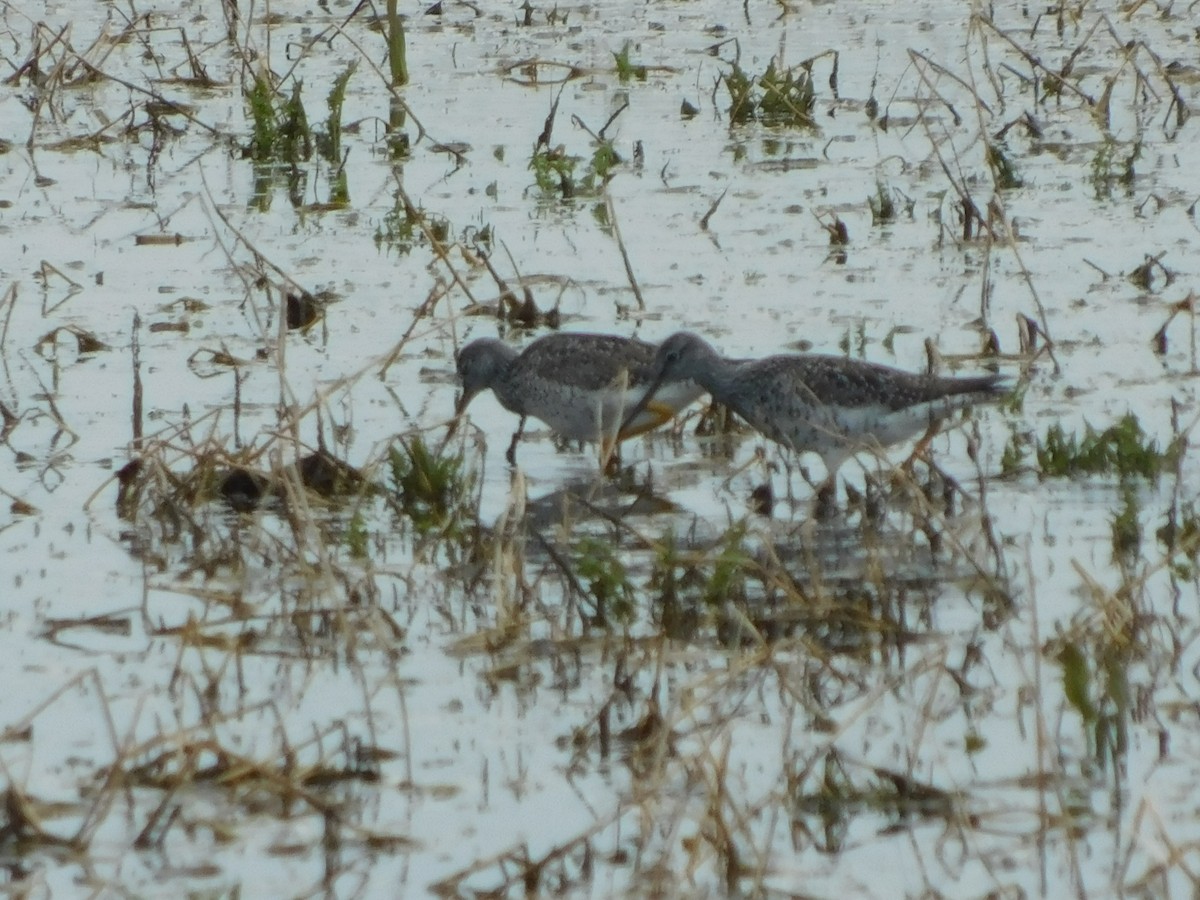 vodouš velký - ML562901201