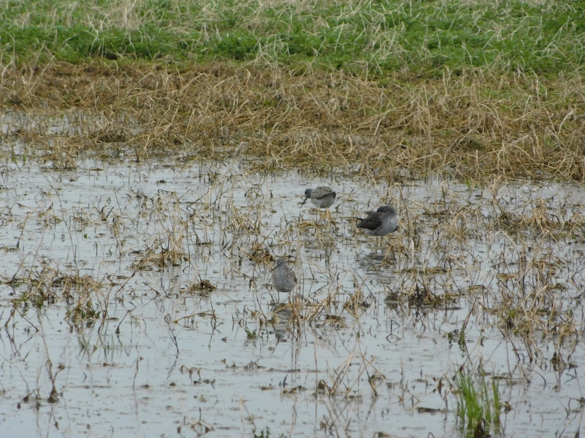 vodouš velký - ML562901211