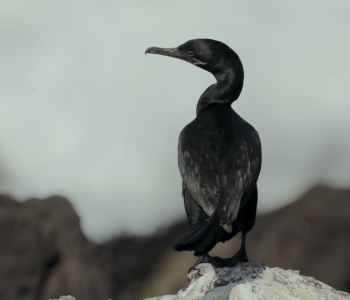 Neotropic Cormorant - ML562901361